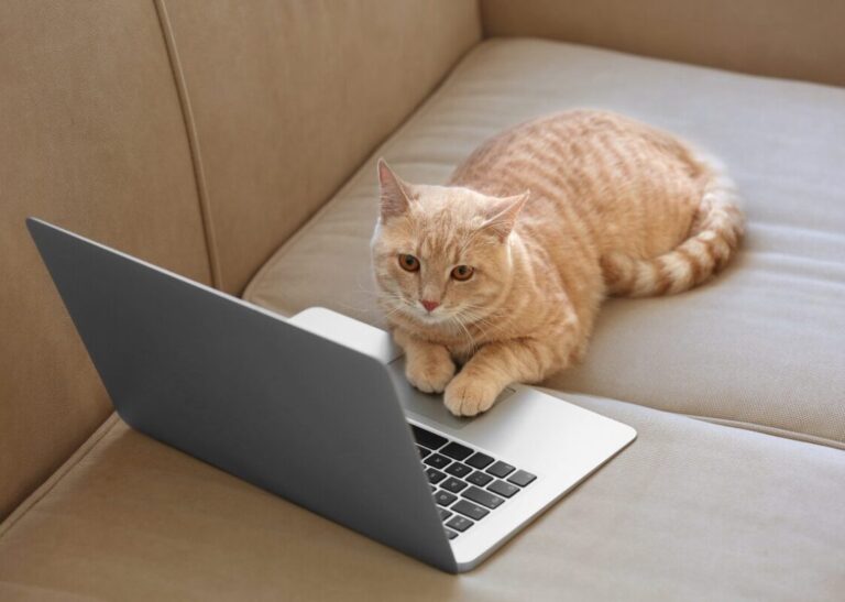 Cat Influencers